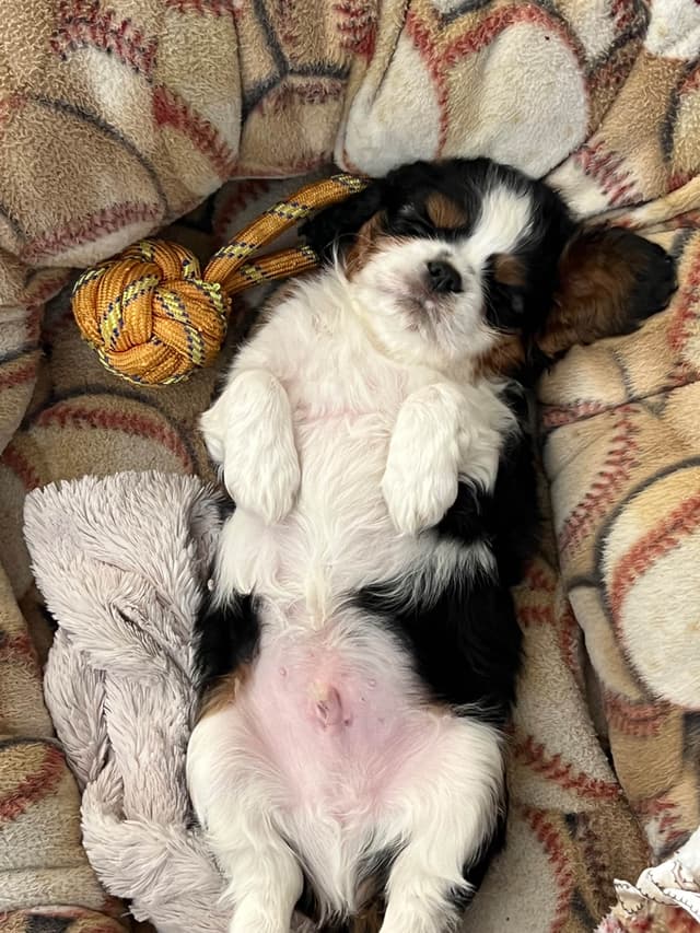 Cavalier King Charles Spaniel Puppies media 25