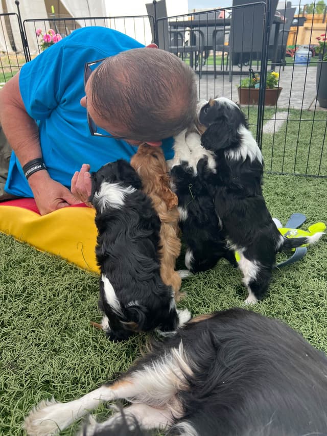 Cavalier King Charles Spaniel Puppies media 26