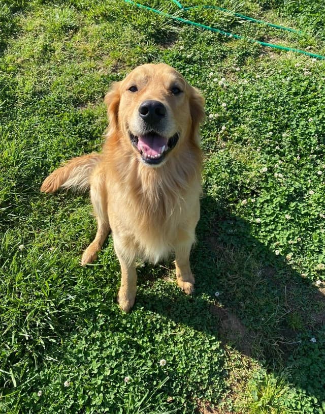 Golden Retriever Puppies media 2