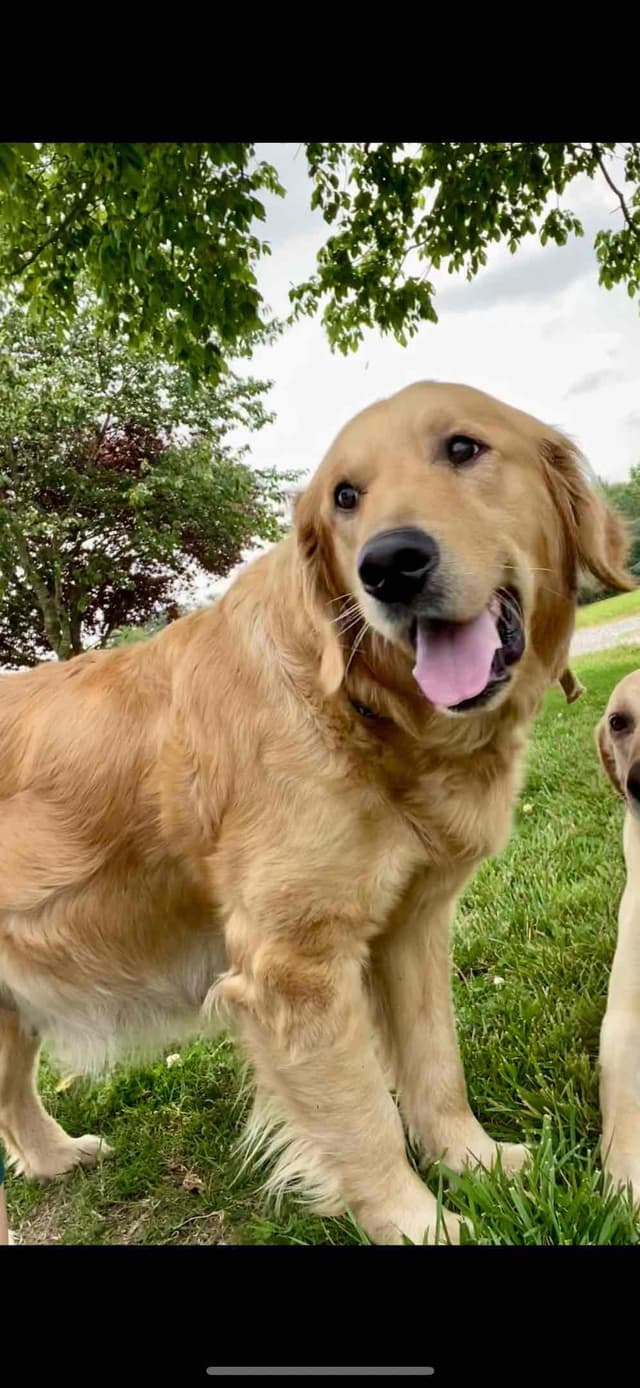 Golden Retriever Puppies media 3