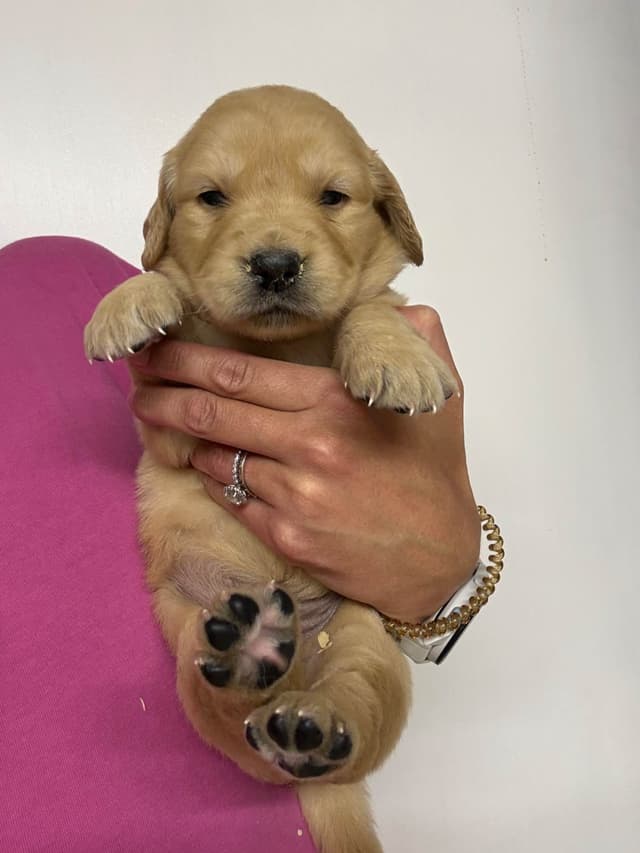 Golden Retriever Puppies media 4