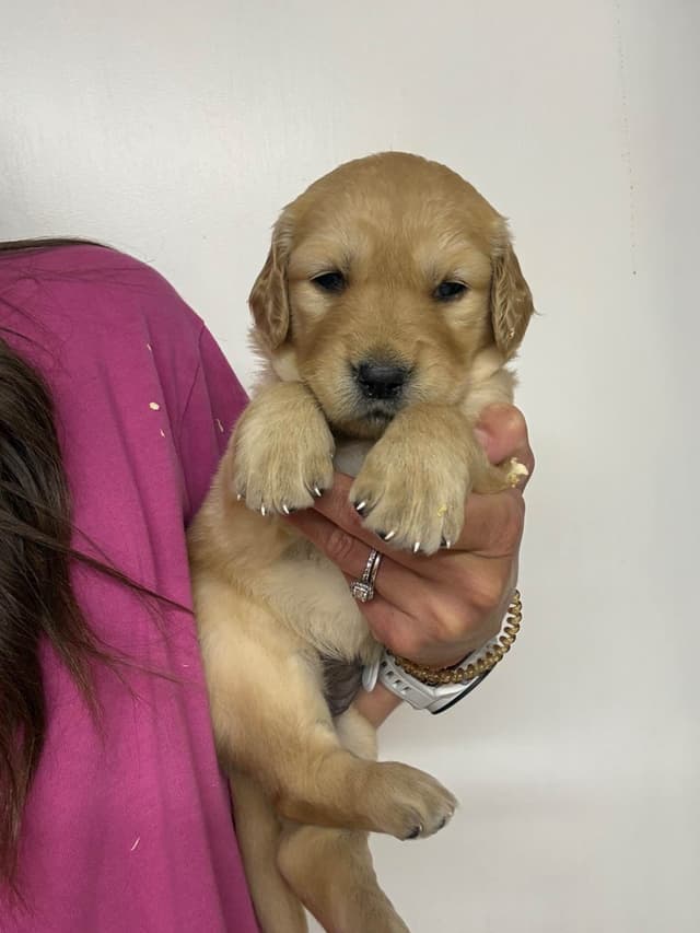 Golden Retriever Puppies media 5