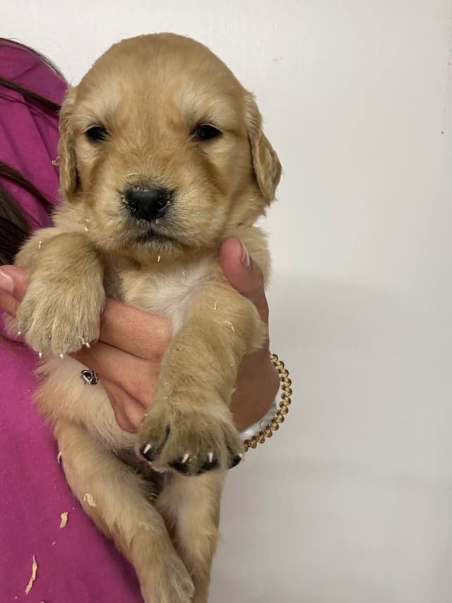 Golden Retriever Puppies media 7