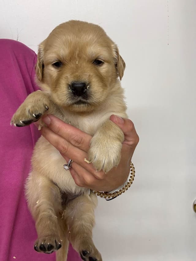 Golden Retriever Puppies media 8