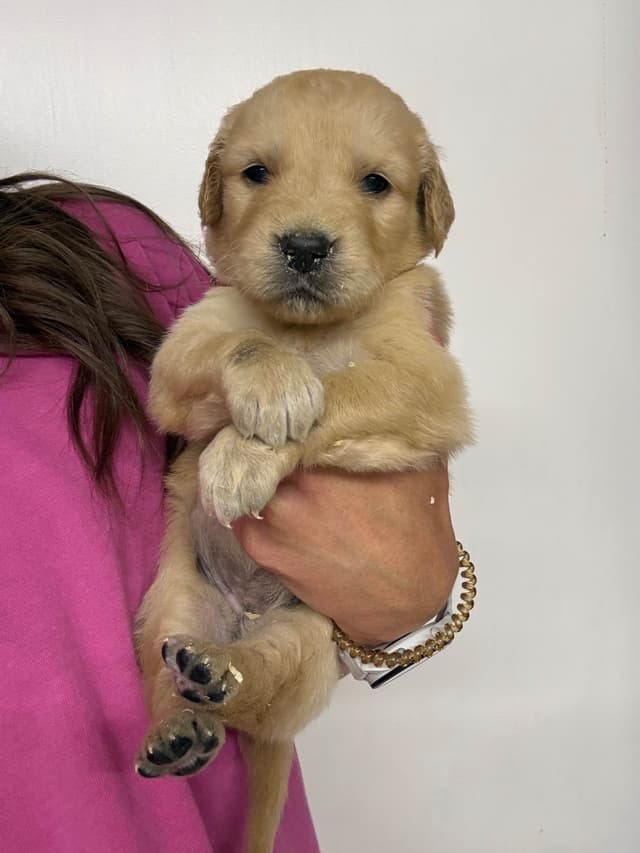 Golden Retriever Puppies media 9