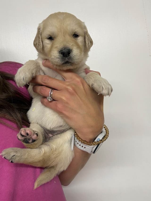 Golden Retriever Puppies media 10