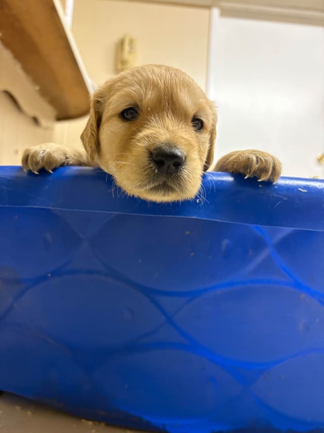 Golden Retriever Puppies media 11