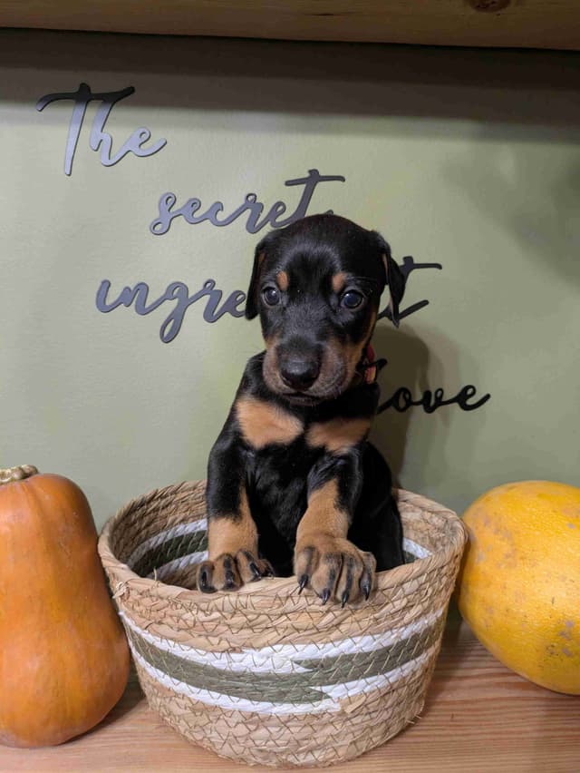 Doberman Pinscher Pups media 3