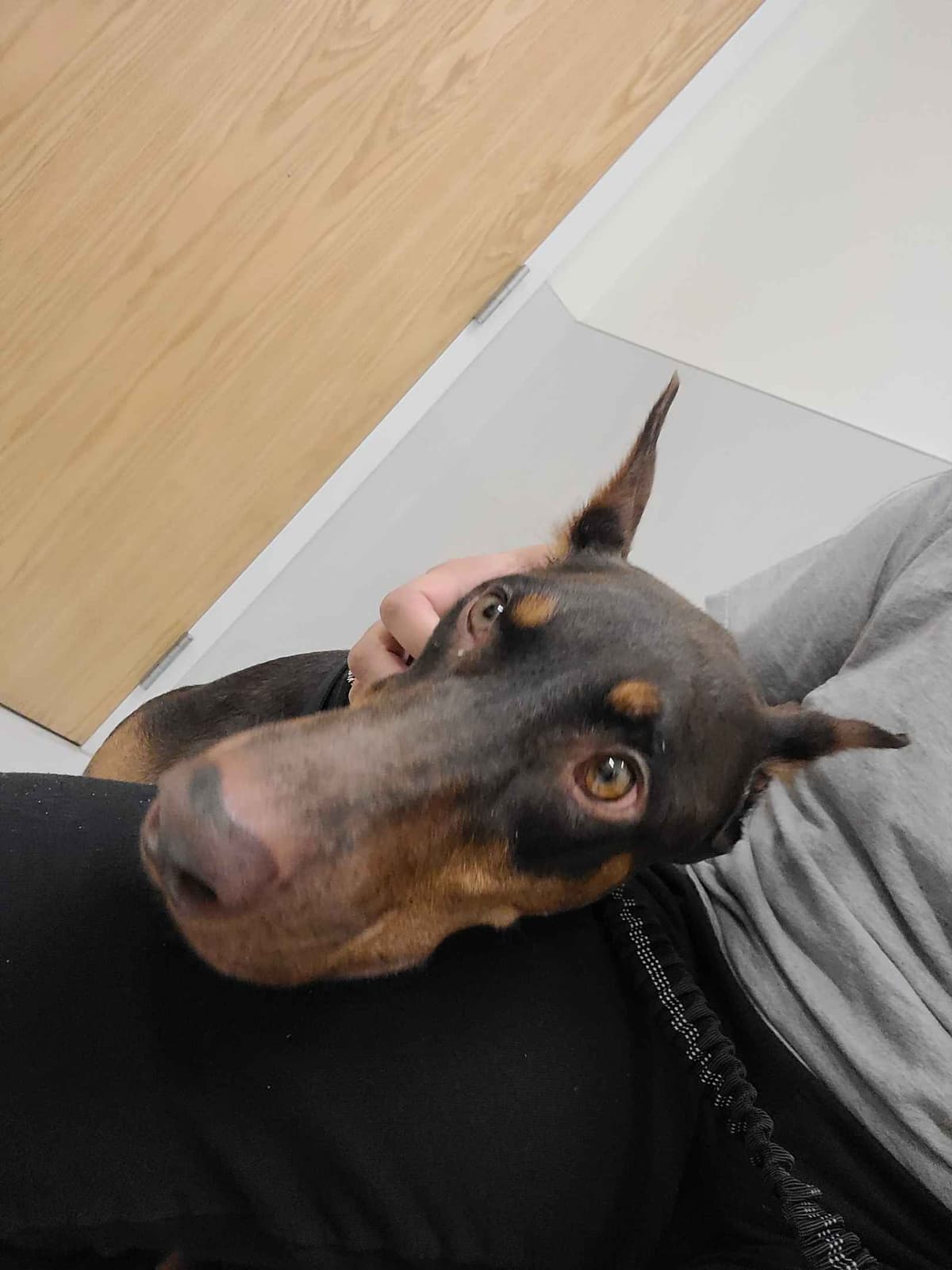 Doberman Pinscher Pups breeder image 1