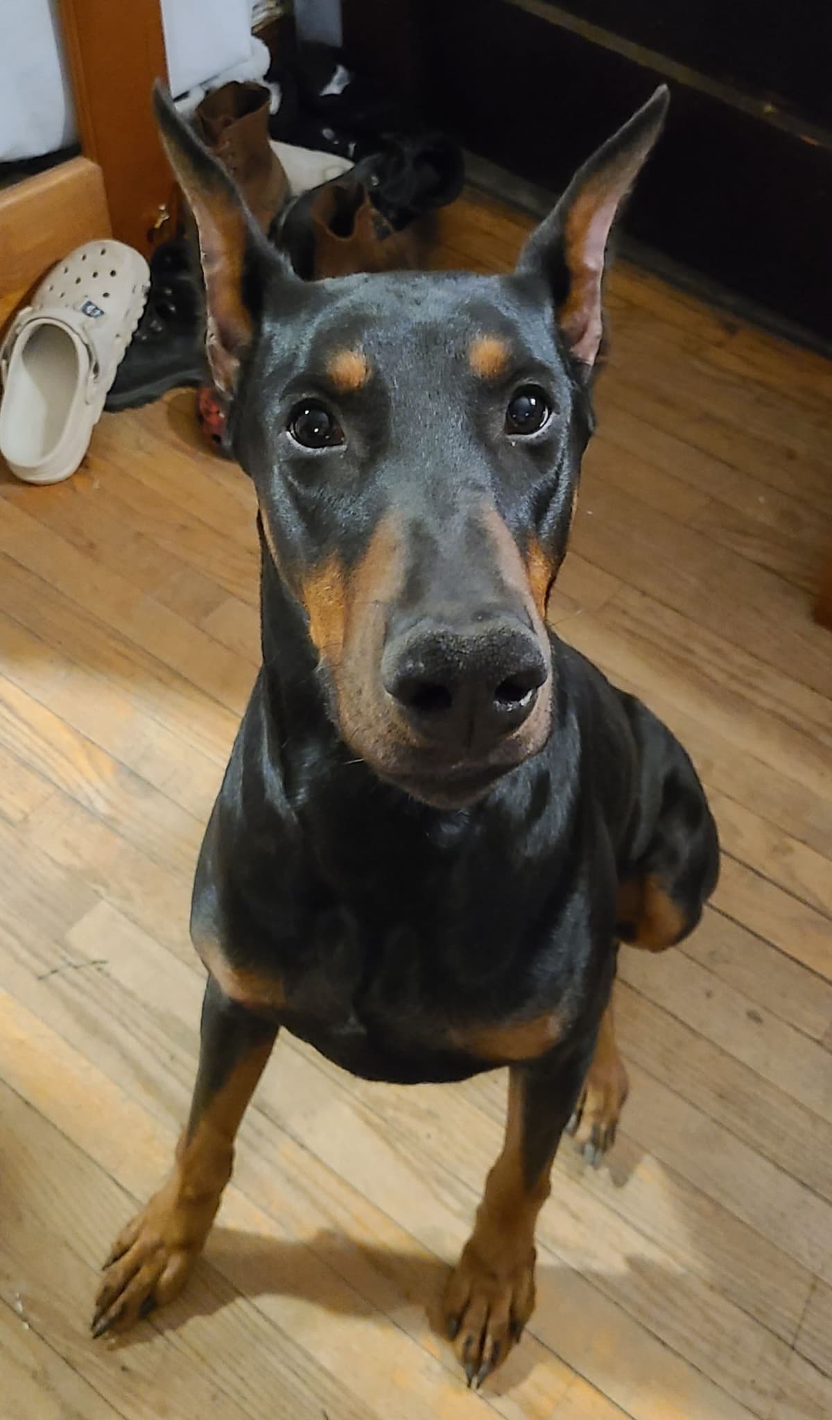 Doberman Pinscher Pups breeder image 2