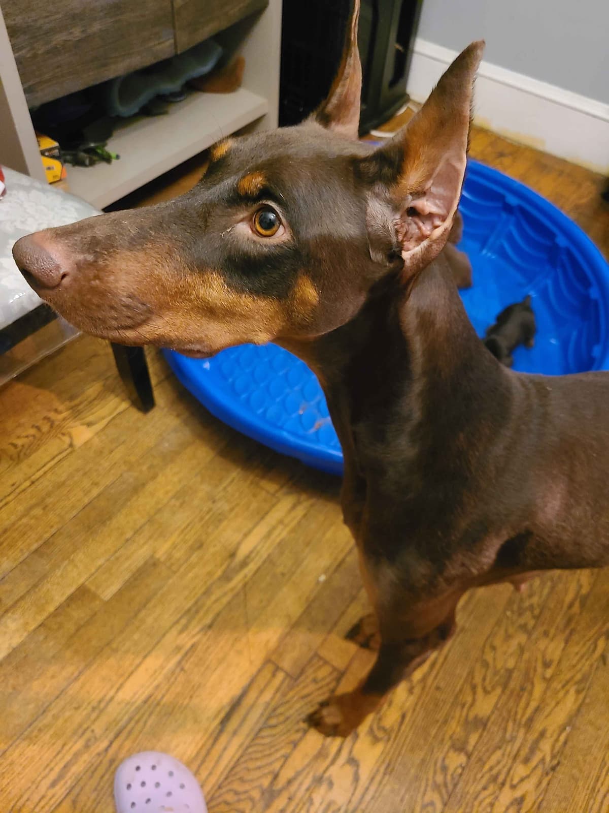 Doberman Pinscher Pups breeder image 3