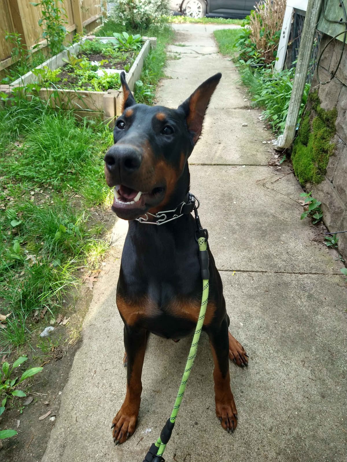 Doberman Pinscher Pups breeder image 5