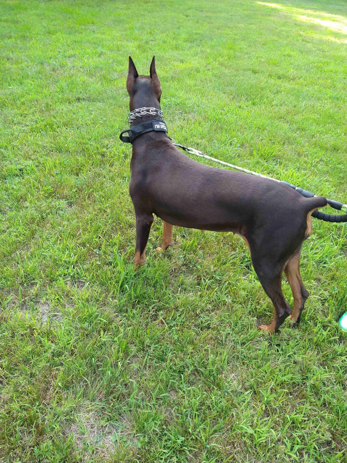 Doberman Pinscher Pups breeder image 6
