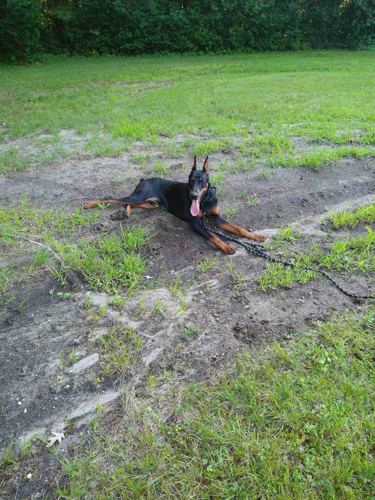 Doberman Pinscher Pups breeder image 7