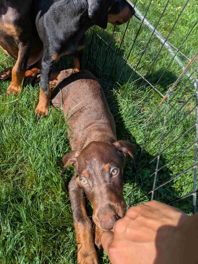Doberman Pinscher Pups media 5