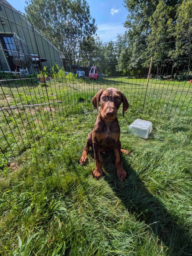 Doberman Pinscher Pups media 7