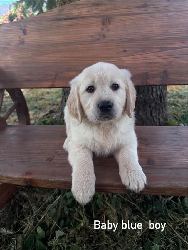 Golden Retriever Puppies media 2