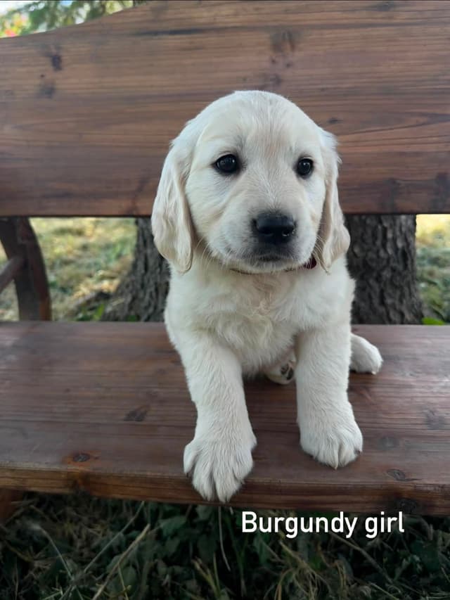 Golden Retriever Puppies media 3
