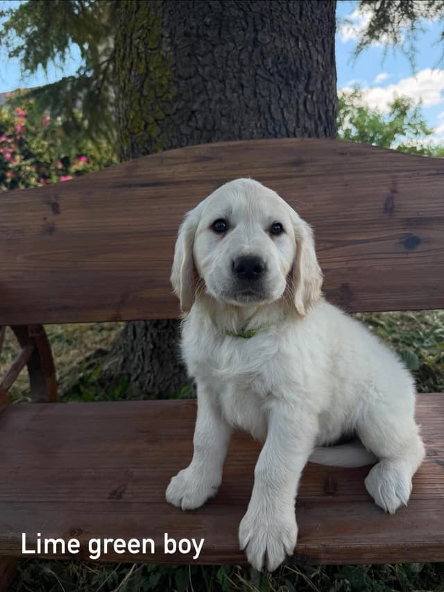 Golden Retriever Puppies media 4
