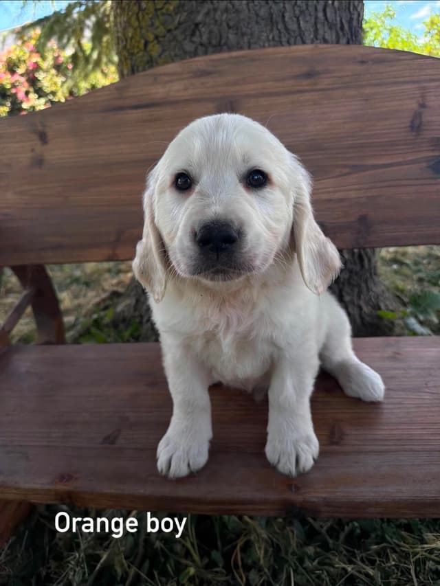 Golden Retriever Puppies media 5