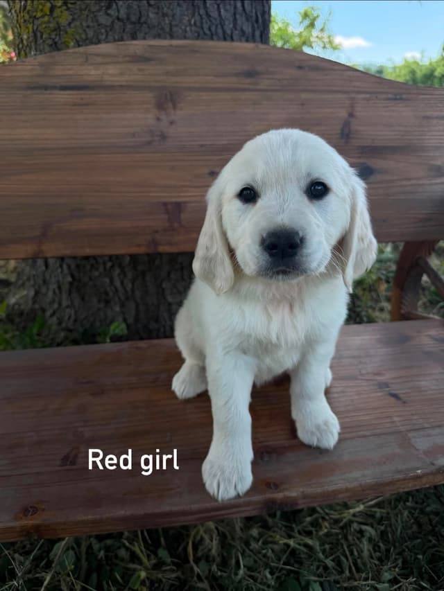 Golden Retriever Puppies media 6