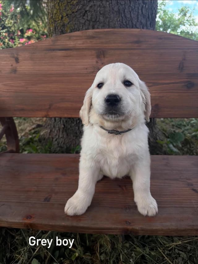 Golden Retriever Puppies media 7