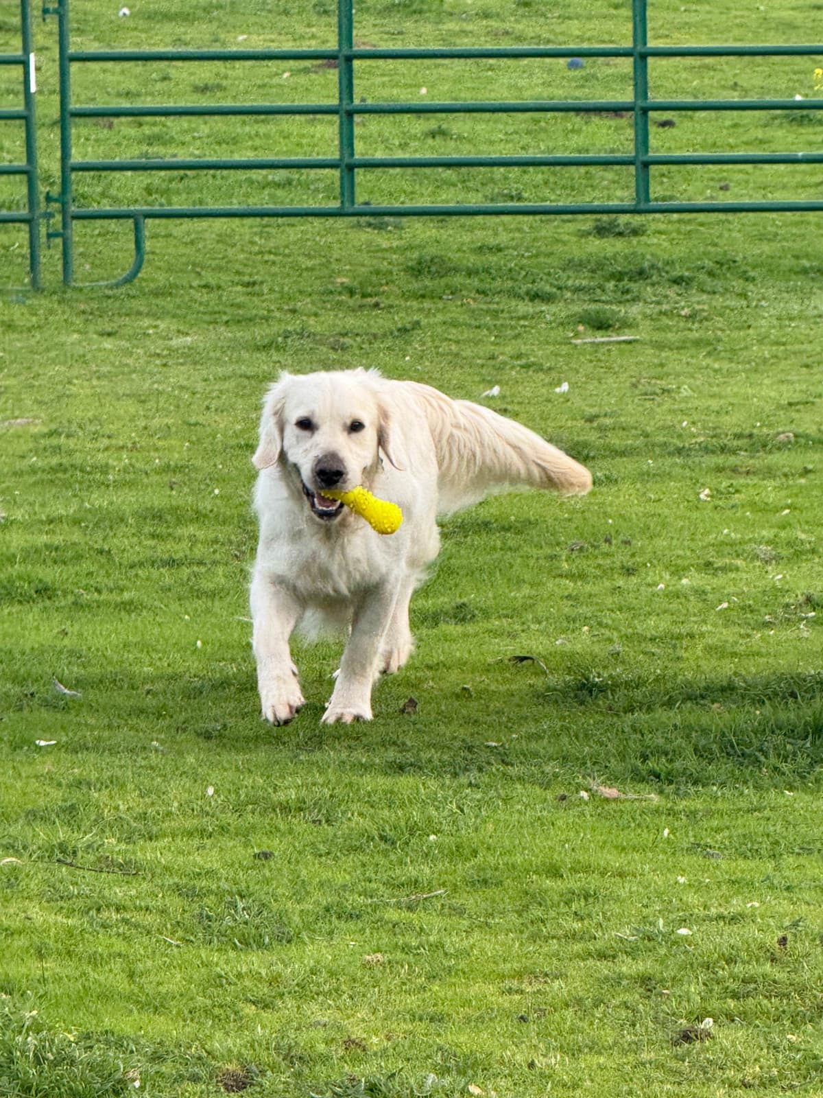 Golden Retriever Puppies breeder image 1
