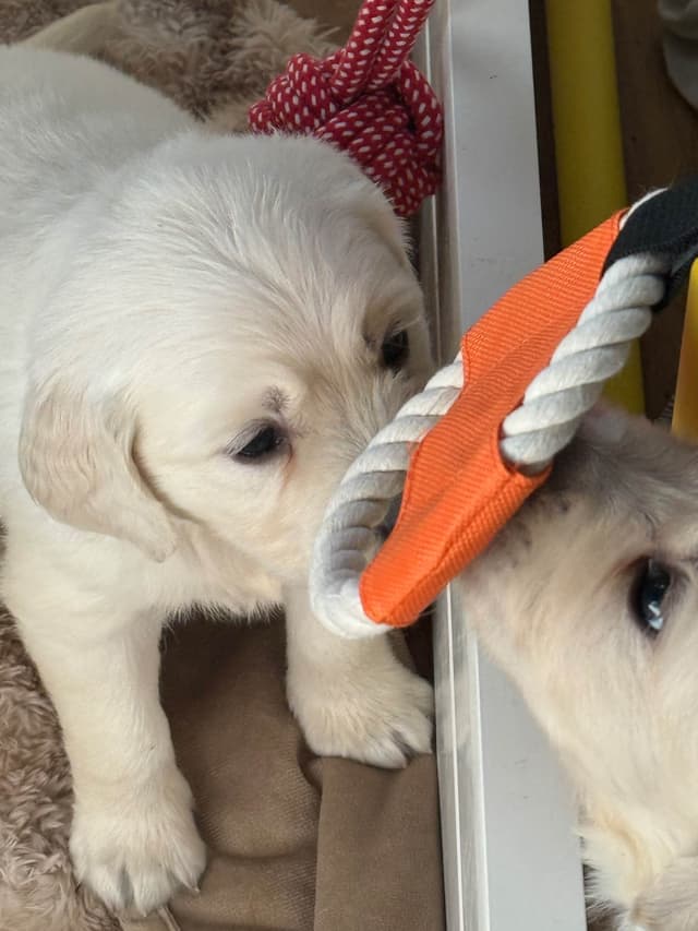Golden Retriever Puppies media 11