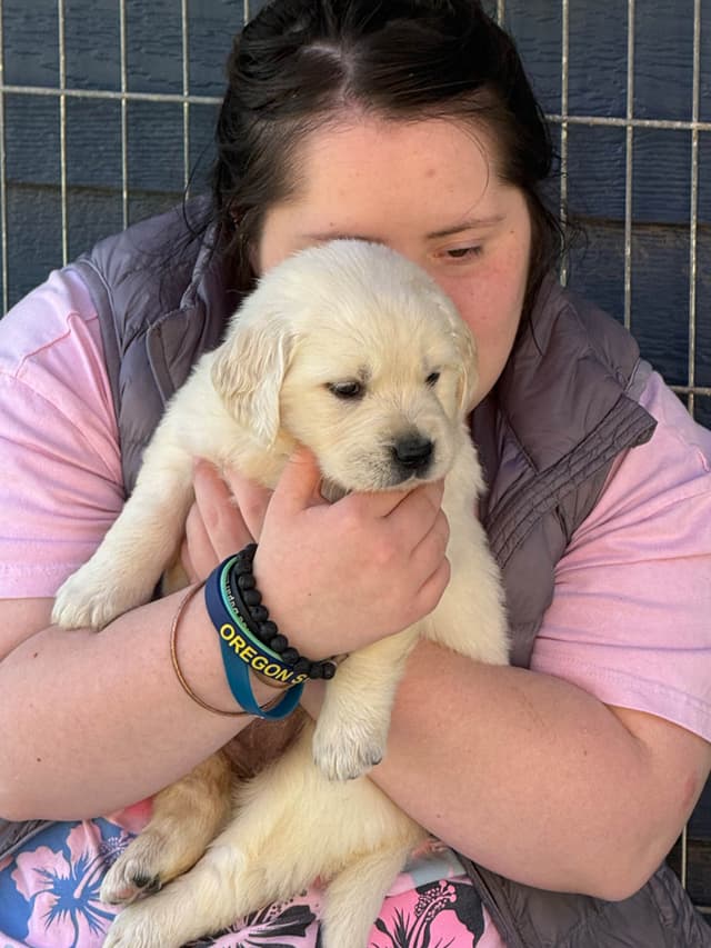 Golden Retriever Puppies media 12