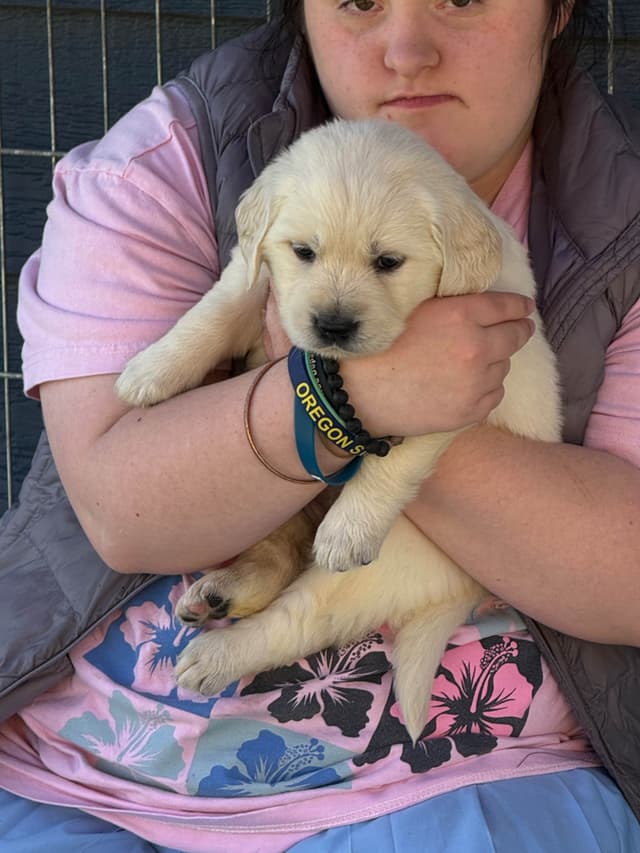 Golden Retriever Puppies media 13