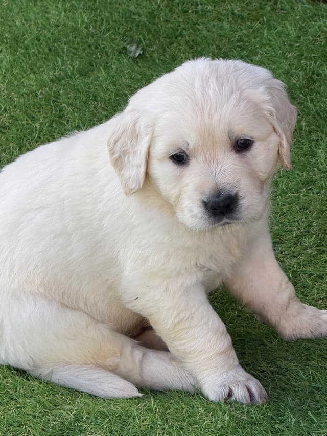 Golden Retriever Puppies media 15