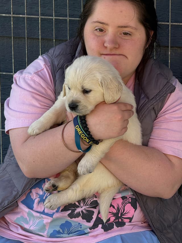 Golden Retriever Puppies media 19