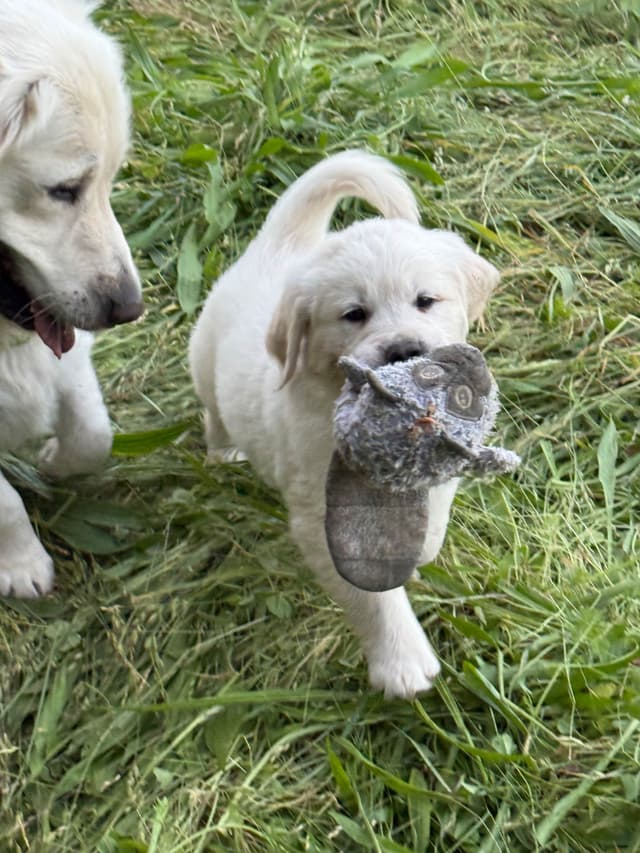 Golden Retriever Puppies media 20