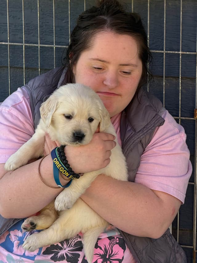 Golden Retriever Puppies media 22