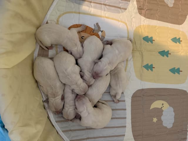 Golden Retriever Puppies media 23