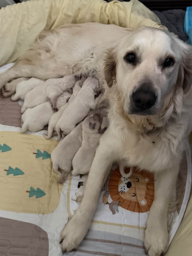 Golden Retriever Puppies media 24