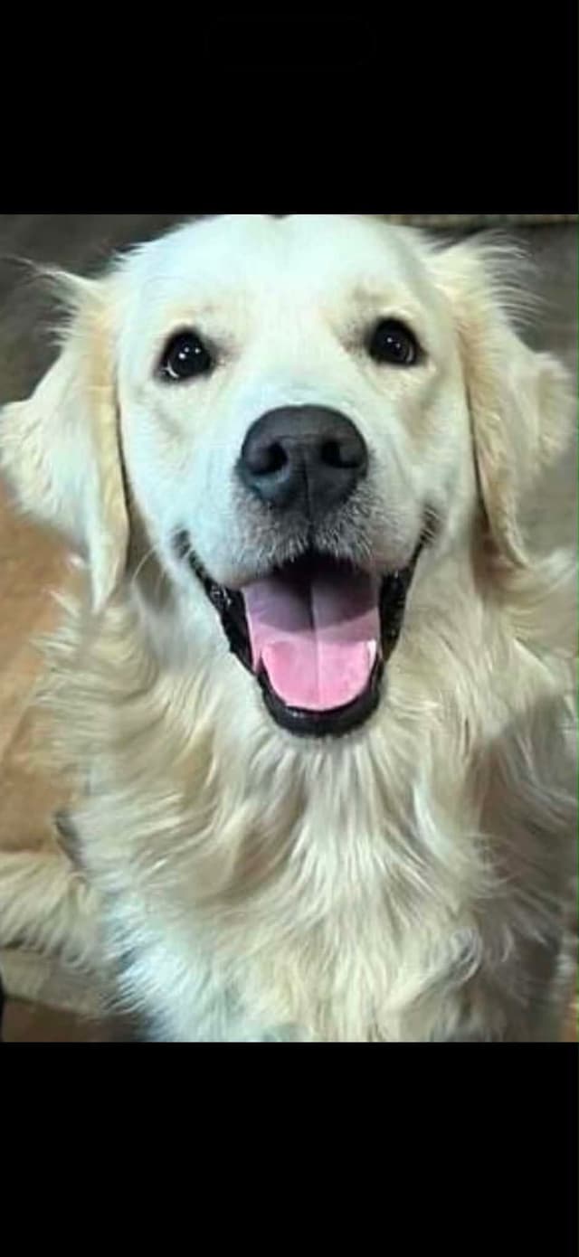 Golden Retriever Puppies media 25