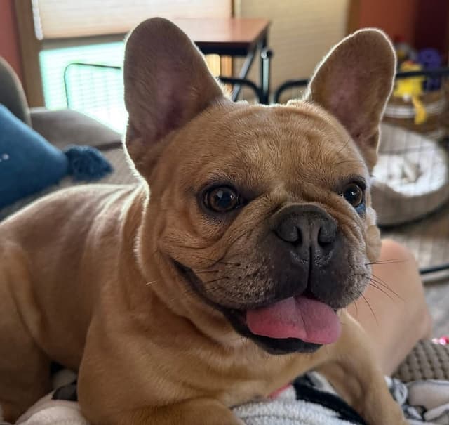 French Bulldog Puppies media 5