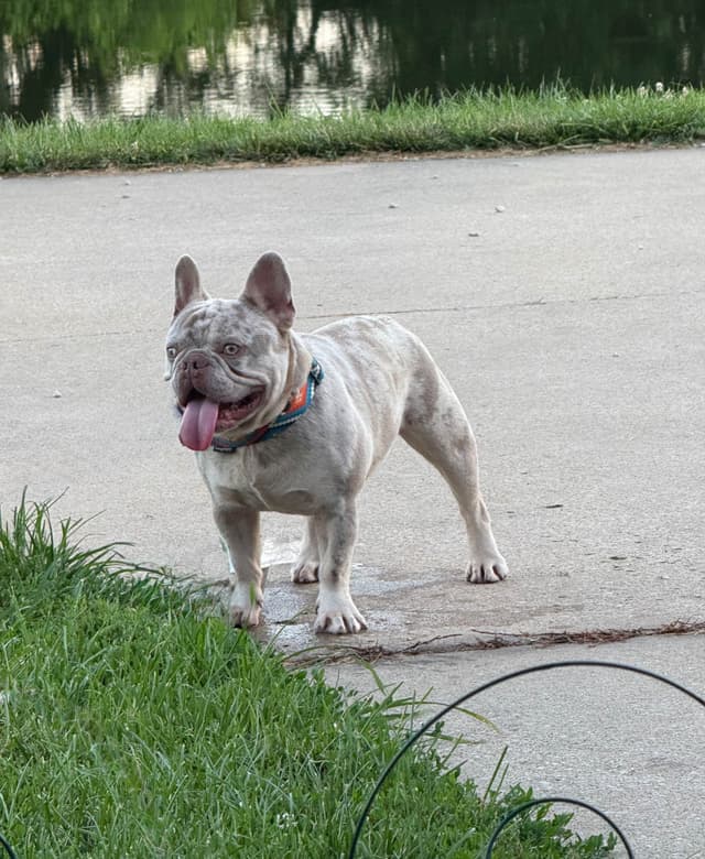 French Bulldog Puppies media 7