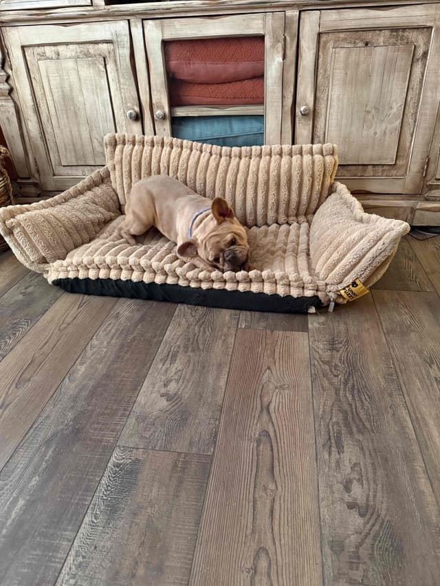 French Bulldog Puppies media 6