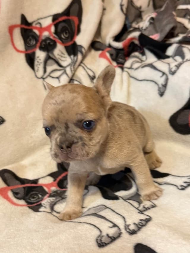 French Bulldog Puppies media 9