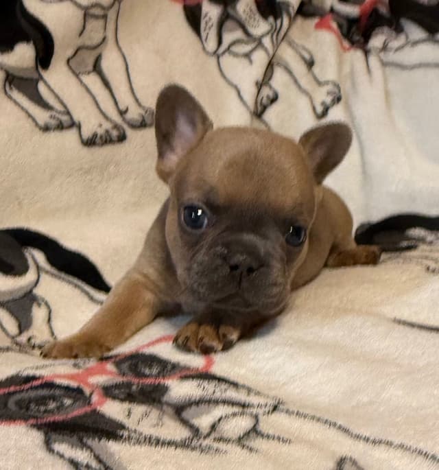French Bulldog Puppies media 11
