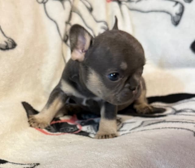 French Bulldog Puppies media 12