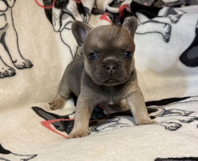 French Bulldog Puppies media 13