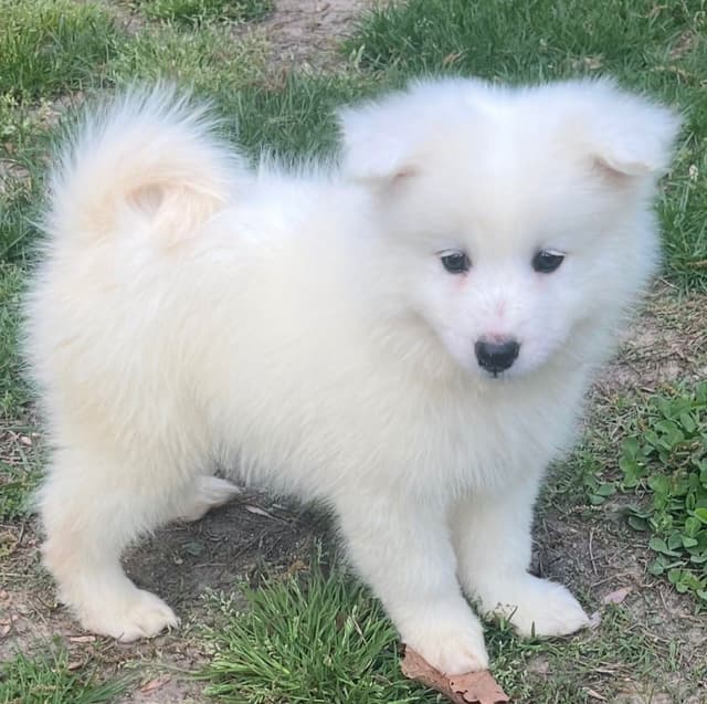 Samoyed Puppies media 2