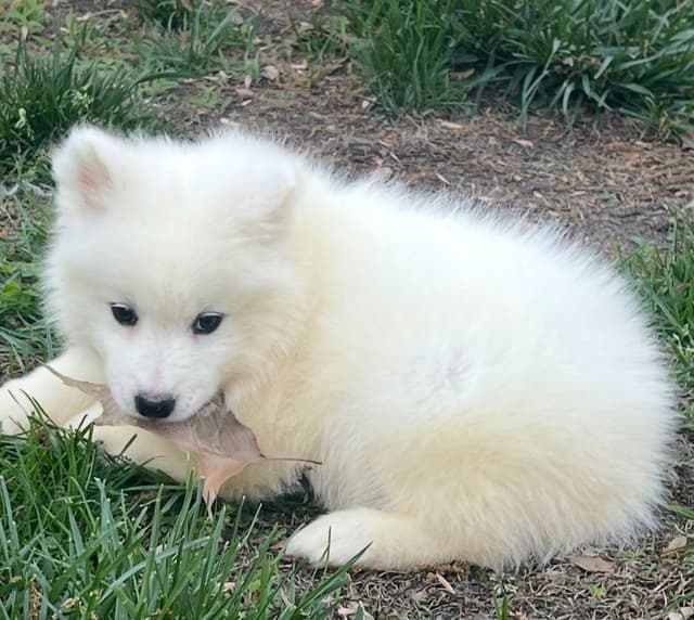 Samoyed Puppies media 6