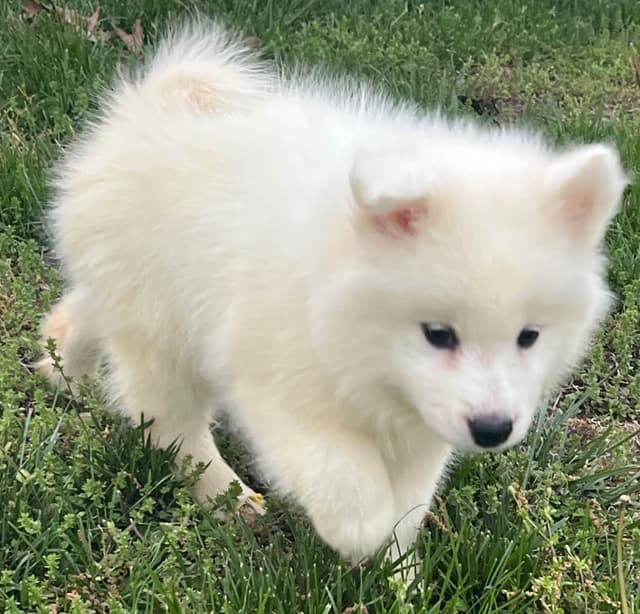 Samoyed Puppies media 3