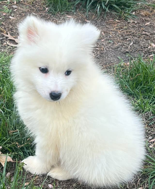 Samoyed Puppies media 4
