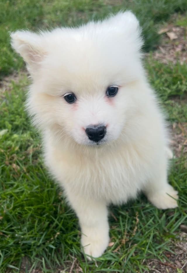 Samoyed Puppies media 5