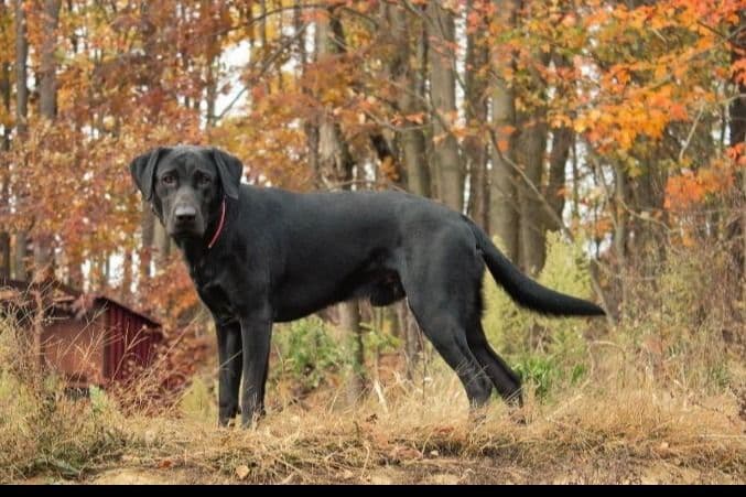 Yellow and Black Lab Puppies Pointing Genetics Ready Aug 7th breeder image 1